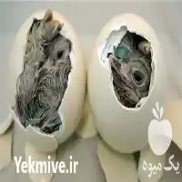 قیمت خرید تخم نطفه دار انواع در ارومیه در گروه انواع تخم ها در یکمیوه