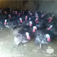 فروش تخم نطفه دار جوجه بوقلمون در ارومیه در گروه انواع تخم ها در یکمیوه