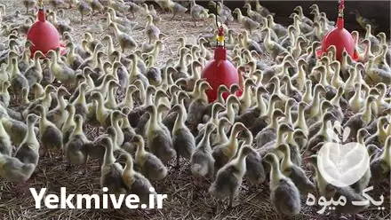 فروش جوجه غاز 20 روزه واکسینه در نور در گروه مرغ و خروس و بوقلمون و اردک قو قاز در یکمیوه -عکس1