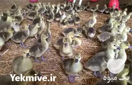 فروش جوجه یک روزه غاز اکراینی در گروه مرغ و خروس و بوقلمون و اردک قو قاز در یکمیوه -عکس1