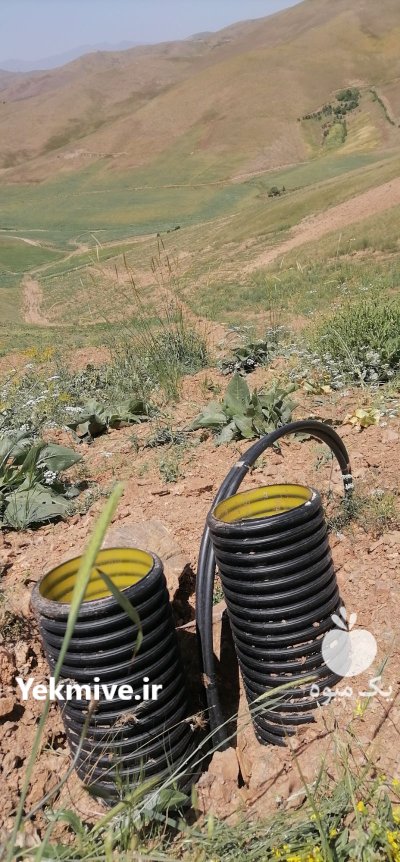 زمین کشاورزی سه هکتار در شویشه در گروه سایر ملک و زمین روستایی کشاورزی دامداری در یکمیوه -عکس3