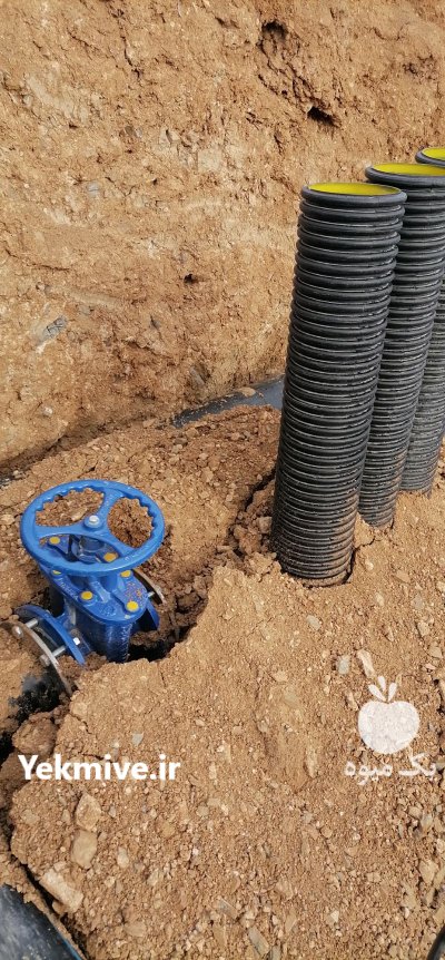 زمین کشاورزی سه هکتار در شویشه در گروه سایر ملک و زمین روستایی کشاورزی دامداری در یکمیوه -عکس4