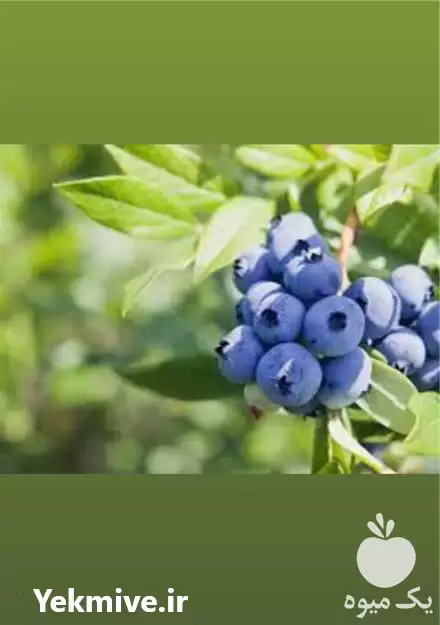 فروش انواع نهال های میوه در تهران در گروه خرید و فروش نهال میوه در یکمیوه -عکس1