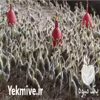 فروش جوجه غاز 20 روزه واکسینه در نور در گروه مرغ و خروس و بوقلمون و اردک قو قاز در یکمیوه