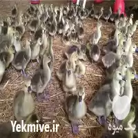 فروش جوجه یک روزه غاز اکراینی در گروه مرغ و خروس و بوقلمون و اردک قو قاز در یکمیوه