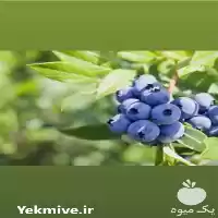 فروش انواع نهال های میوه در تهران در گروه خرید و فروش نهال میوه در یکمیوه