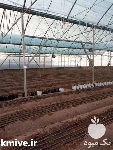 قیمت خرید گلخانه های طرح اسپانیا در گروه خرید و فروش سوله و سازه گلخانه در یکمیوه -عکس1