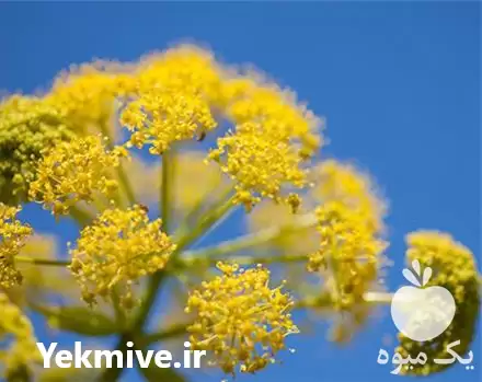 فروش نشا آنغوزه در مشهد در گروه خرید و فروش نشا در یکمیوه -عکس1