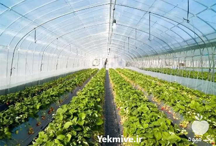 ساخت سازه گلخانه در گروه سازنده در یکمیوه -عکس1