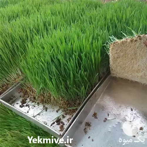 تولید علوفه به روش هیدروپونیک در گروه دوره آموزش کشاورزی در یکمیوه -عکس1