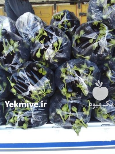 فروش و ارسال بادمجان رقم قلمی در گروه خرید و فروش بادمجان در یکمیوه -عکس1