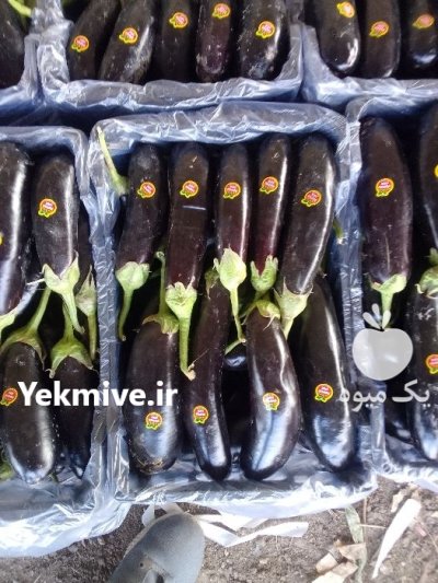 فروش و ارسال بادمجان رقم قلمی در گروه خرید و فروش بادمجان در یکمیوه -عکس3