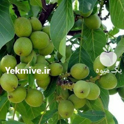 خرید نهال و درخت بادام آذرشکوفه در کرج در گروه خرید و فروش نهال بادام در یکمیوه -عکس1