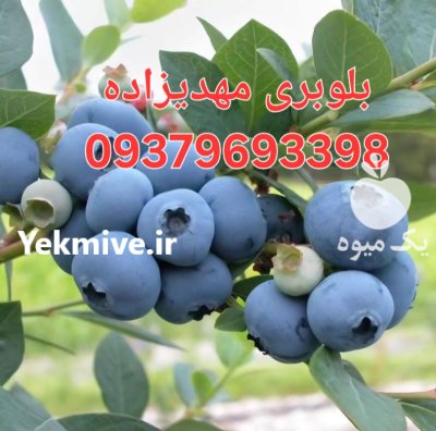 خرید نهال و درخت بادام آذرشکوفه در کرج در گروه خرید و فروش نهال بادام در یکمیوه -عکس3