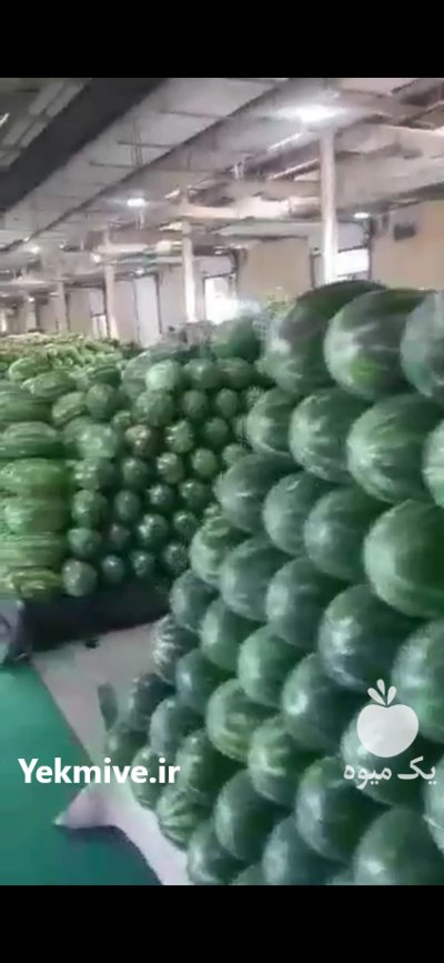 فروش هندوانه صادراتی در زاهدان در گروه خرید و فروش هندوانه در یکمیوه -عکس2
