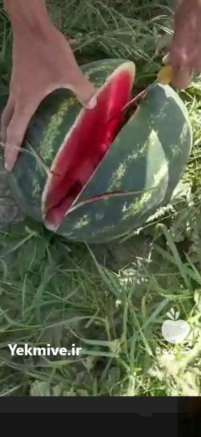 فروش هندوانه صادراتی در زاهدان در گروه خرید و فروش هندوانه در یکمیوه -عکس3