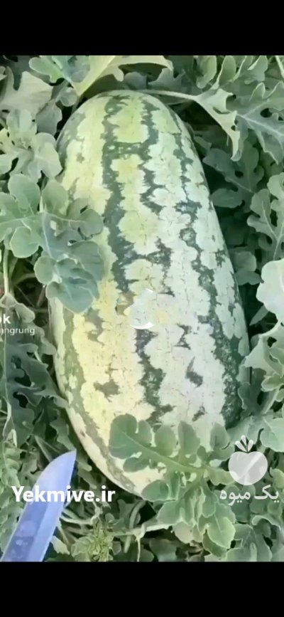 فروش هندوانه صادراتی در زاهدان در گروه خرید و فروش هندوانه در یکمیوه -عکس4