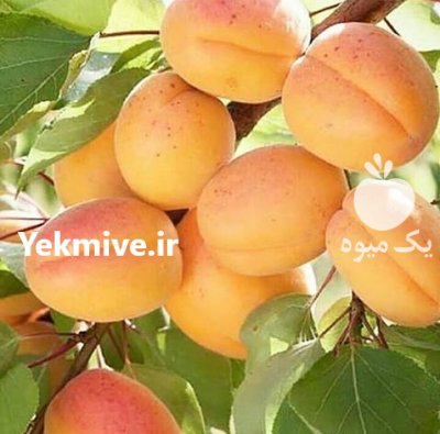 فوری فروش نهال گردوژنوتیپ مقاوم در سنقر در گروه خرید و فروش نهال گردو در یکمیوه -عکس3