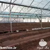 قیمت خرید گلخانه های طرح اسپانیا در گروه خرید و فروش سوله و سازه گلخانه در یکمیوه