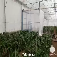 طراحی و احداث گلخانه در گروه سازنده در یکمیوه