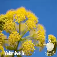 فروش نشا آنغوزه در مشهد در گروه خرید و فروش نشا در یکمیوه