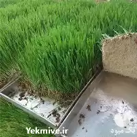 تولید علوفه به روش هیدروپونیک