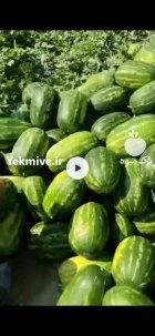 فروش هندوانه صادراتی در زاهدان در گروه خرید و فروش هندوانه در یکمیوه