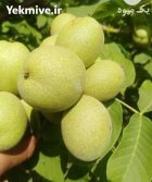 نهال فروش درخت درخچه خرید عمده در تهران در گروه خرید و فروش نهالستان در یکمیوه