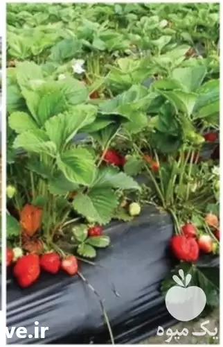 قیمت خرید مالچ کشاورزی پلاستیکی در تهران در گروه خرید و فروش انواع تجهیزات کشاورزی در یکمیوه -عکس1