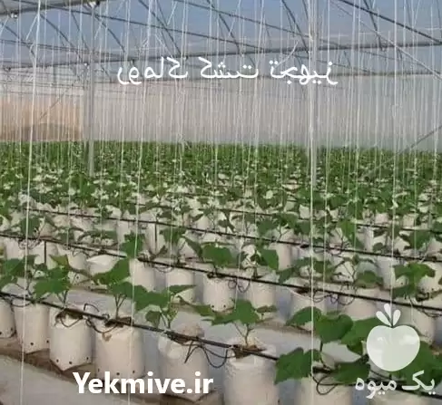 فروش گروبک گلخانه در تهران در گروه خرید و فروش بسته بندی نایلونی در یکمیوه -عکس1