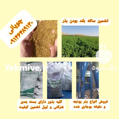 بذر یونجه رنجر در تهران در گروه خرید و فروش بذر یونجه در یکمیوه -عکس1