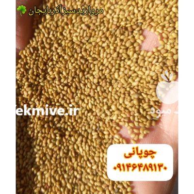 فروش بذر یونجه همدانی در گروه خرید و فروش بذر یونجه در یکمیوه -عکس2