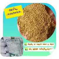 فروش بذر یونجه ساقه بلند در سنندج در گروه خرید و فروش بذر یونجه در یکمیوه