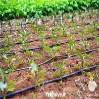 فروش نوار آبیاری قطره ای در گروه خرید و فروش دستگاه آبیاری در یکمیوه