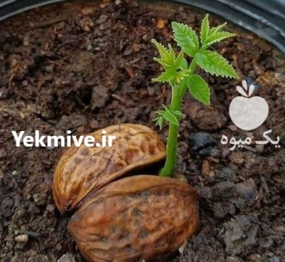 نهال گردوژنوتیپ برتر سردسیری مهدیزاده 1402 در مراغه در گروه خرید و فروش نهال گردو در یکمیوه -عکس2