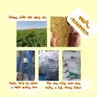 قیمت خرید بذر قره یونجه در گروه خرید و فروش بذر یونجه در یکمیوه