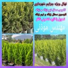 فروش نهال درخت کامیس نوکدار لاوسون در تهران در گروه خرید و فروش نهال درخت در یکمیوه