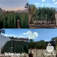 فروش نهال سروناز شیراز با ارتفاع در گروه خرید و فروش نهال سرو در یکمیوه