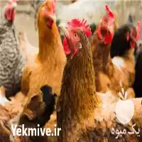 فروش مرغ 120 روزه اصلاح شده در گروه مرغ و خروس و بوقلمون و اردک قو قاز در یکمیوه