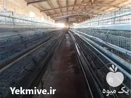 قیمت خرید قفس مرغ تخمگذار تجهیزات در قزوین در گروه تجهیزات مرغداری در یکمیوه -عکس1