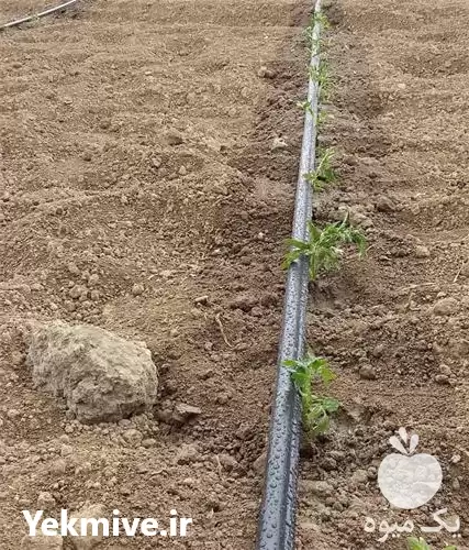 قیمت خرید تجهیزات آبیاری بارانی در تهران در گروه خرید و فروش رطوبت ساز در یکمیوه -عکس1