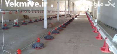 تجهیزات مرغداری در آوج در گروه تجهیزات مرغداری در یکمیوه -عکس1