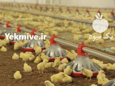 تجهیزات مرغداری در آوج در گروه تجهیزات مرغداری در یکمیوه -عکس2