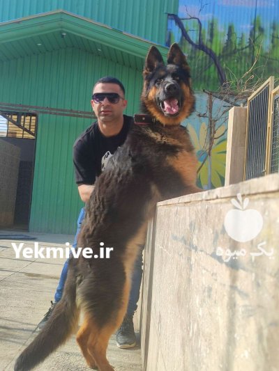 خرید فروش سگ نگهبان سگهای آپارتمانی در گروه سگ و گربه در یکمیوه -عکس1