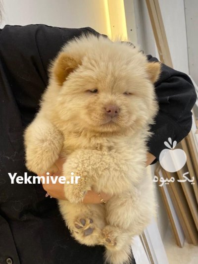 خرید فروش سگ نگهبان سگهای آپارتمانی در گروه سگ و گربه در یکمیوه -عکس3