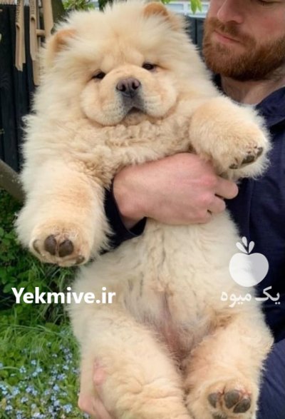 خرید فروش سگ نگهبان سگهای آپارتمانی در گروه سگ و گربه در یکمیوه -عکس4