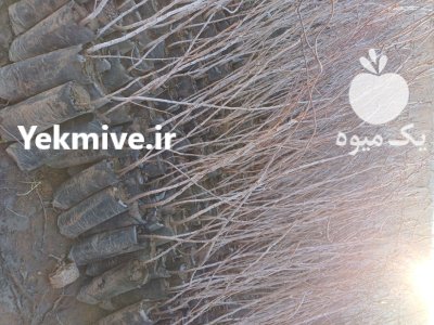 نهال پسته پیوندی با پسته احمدآبادی در گروه خرید و فروش نهال پسته در یکمیوه -عکس1