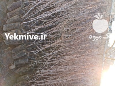 نهال پسته پیوندی با پسته احمدآبادی در گروه خرید و فروش نهال پسته در یکمیوه -عکس2