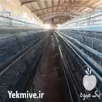قیمت خرید قفس مرغ تخمگذار تجهیزات در قزوین در گروه تجهیزات مرغداری در یکمیوه