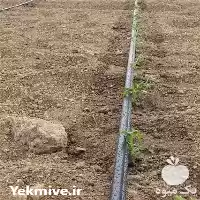 قیمت خرید تجهیزات آبیاری بارانی در تهران در گروه خرید و فروش رطوبت ساز در یکمیوه